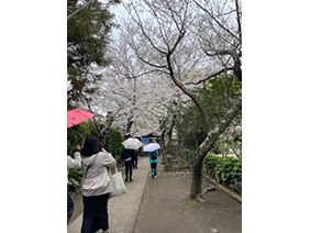 春の鎌倉ウォーキングツアー